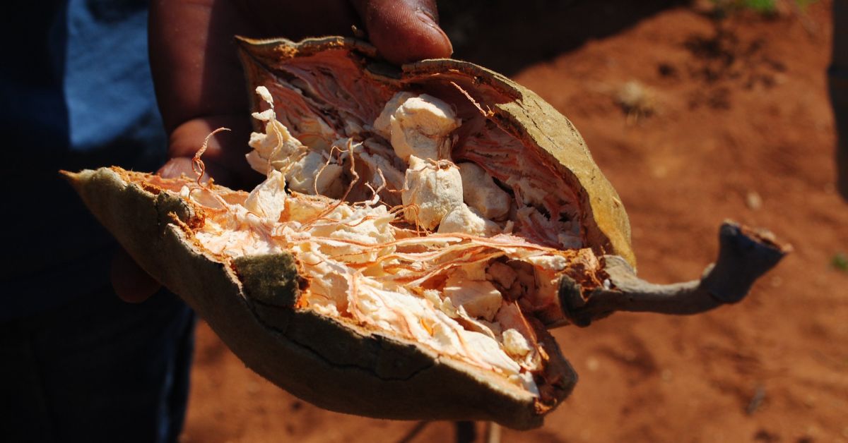 Picture of a baobab fruit
