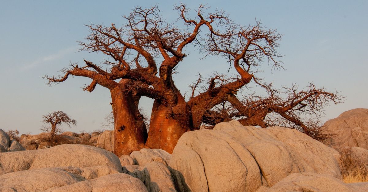 Baobab tree in Botswana