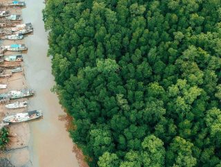Aerial shot of green trees