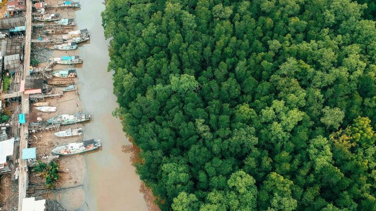 Aerial shot of green trees