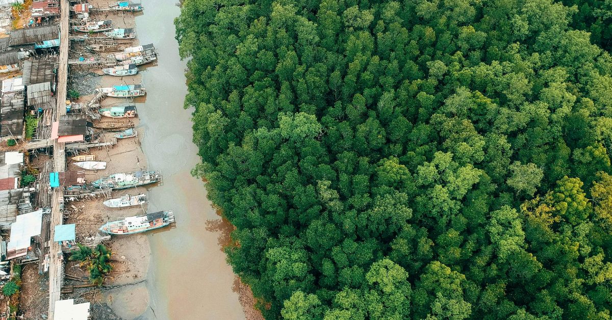 Aerial shot of green trees